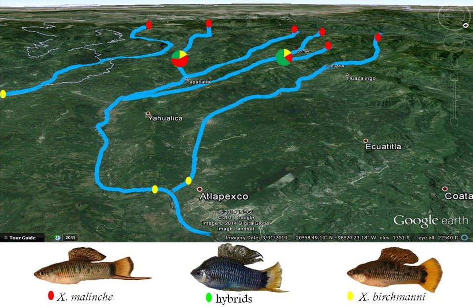 Evolutionary dynamics in hybrid zones Culumber Lab UAH